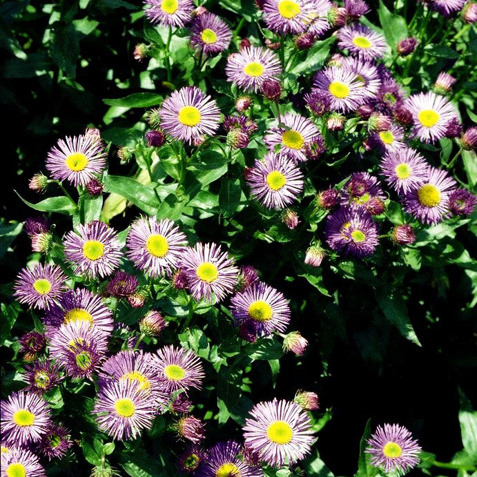 Feinstrahl 'Dunkelste Aller' (Erigeron x cult.)