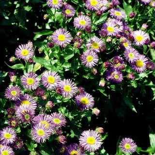 Feinstrahl 'Dunkelste Aller' (Erigeron x cult.)