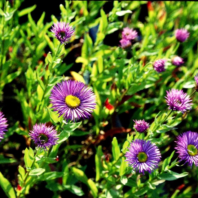 Feinstrahl 'Dunkelste Aller' (Erigeron x cult.)