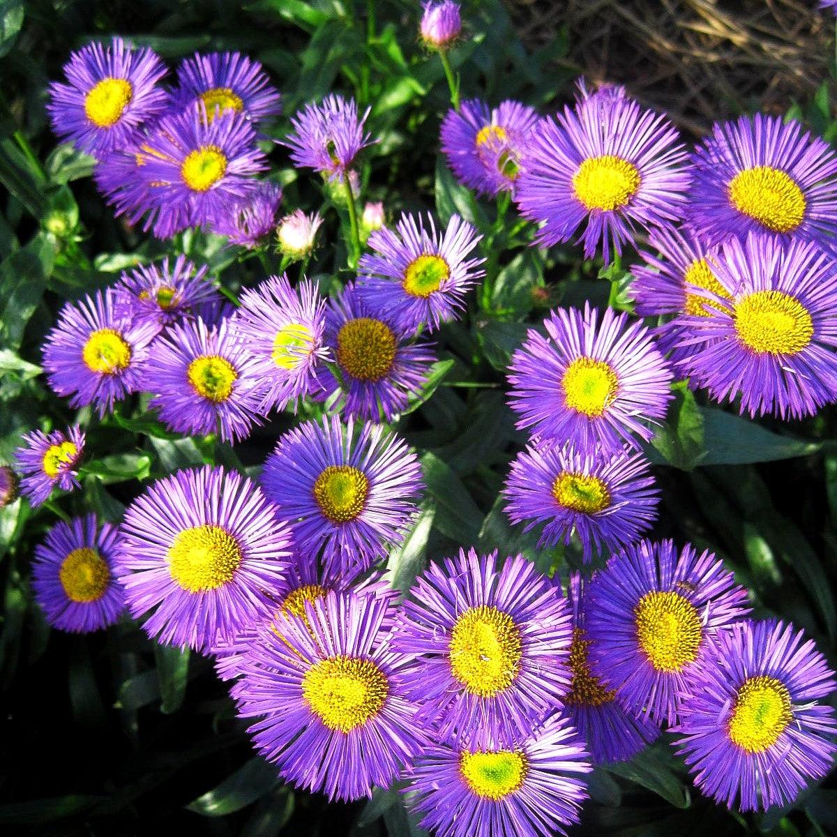 Feinstrahl 'Dunkelste Aller' (Erigeron x cult.)