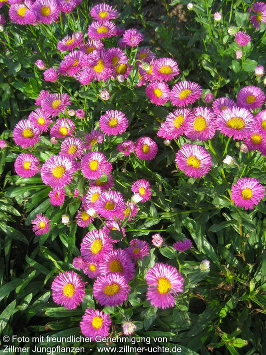 Feinstrahl 'Foersters Liebling' (Erigeron x cult.)