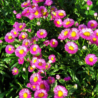 Feinstrahl 'Foersters Liebling' (Erigeron x cult.)
