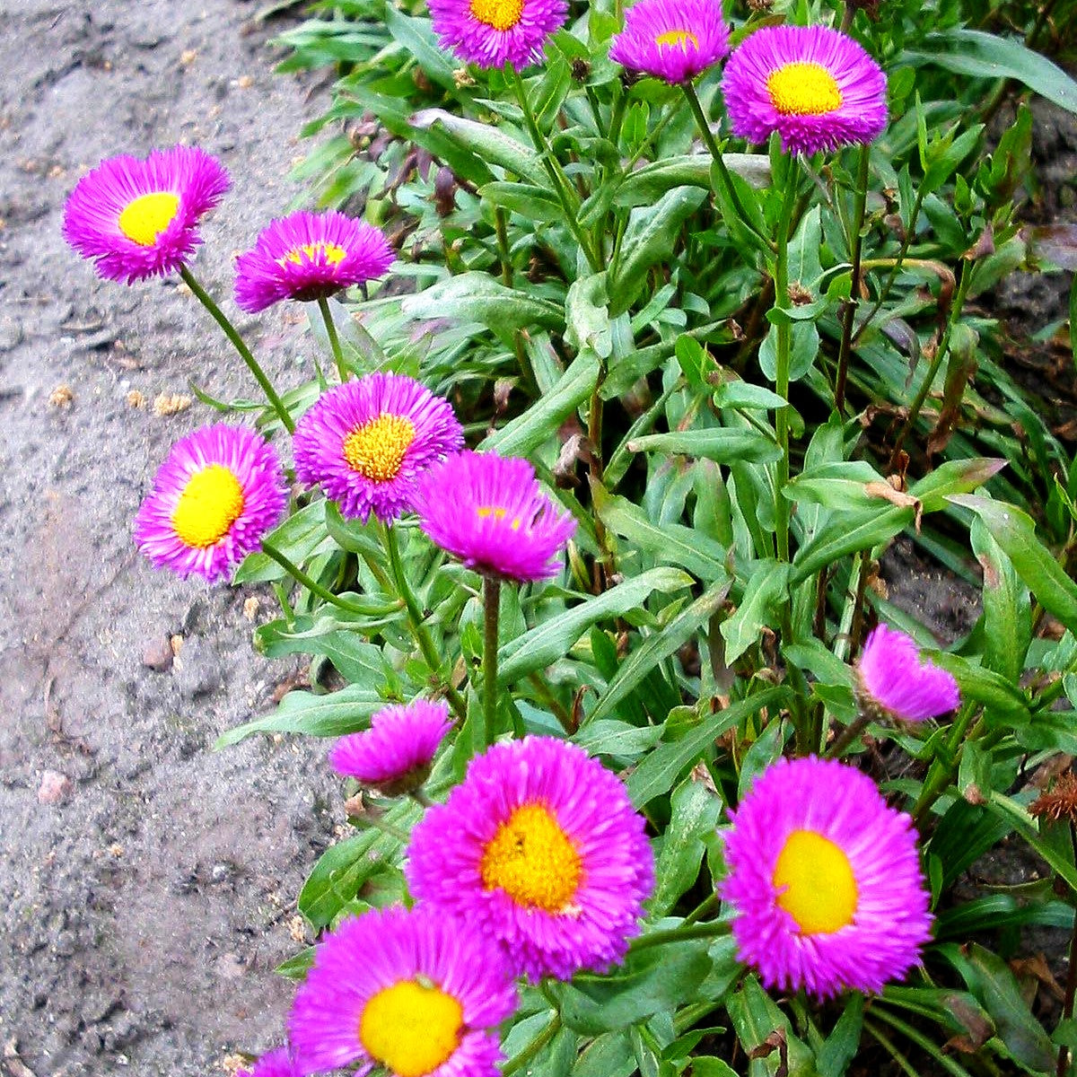 Feinstrahl 'Foersters Liebling' (Erigeron x cult.)