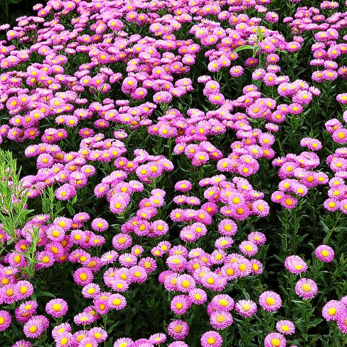 Feinstrahl 'Foersters Liebling' (Erigeron x cult.)