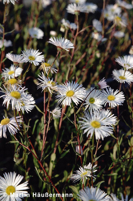 Feinstrahl 'Sommerneuschnee' (Erigeron x cult.)