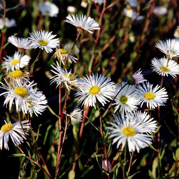 Feinstrahl 'Sommerneuschnee' (Erigeron x cult.)