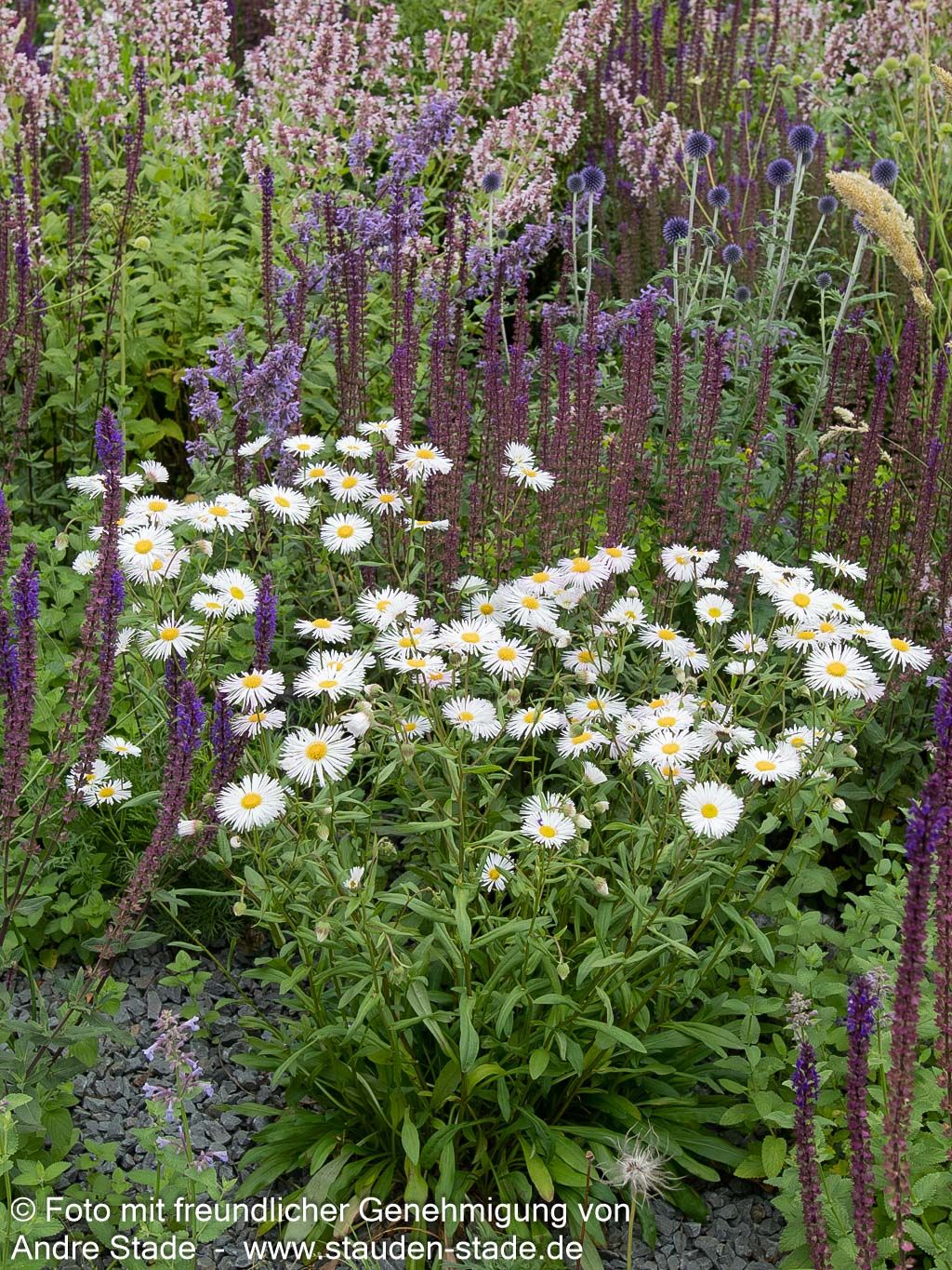 Feinstrahl 'Sommerneuschnee' (Erigeron x cult.)