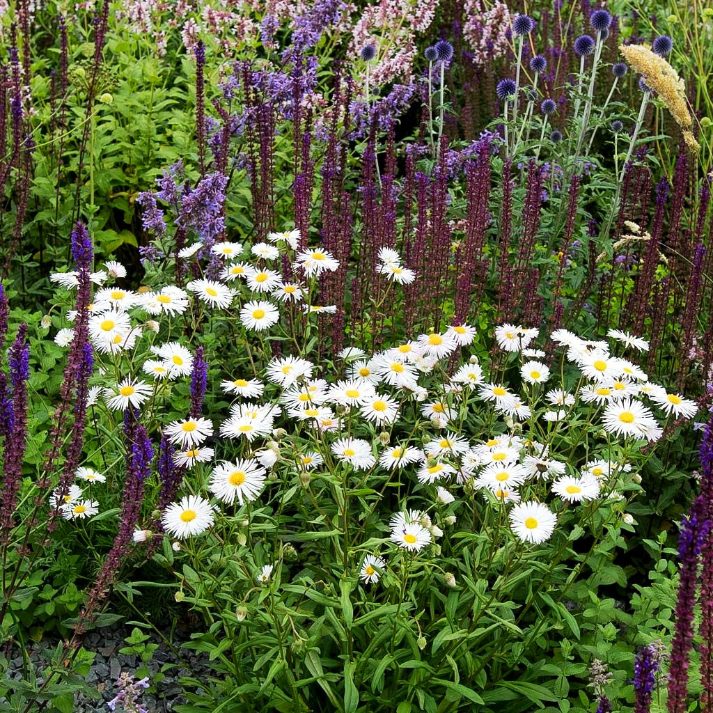 Feinstrahl 'Sommerneuschnee' (Erigeron x cult.)