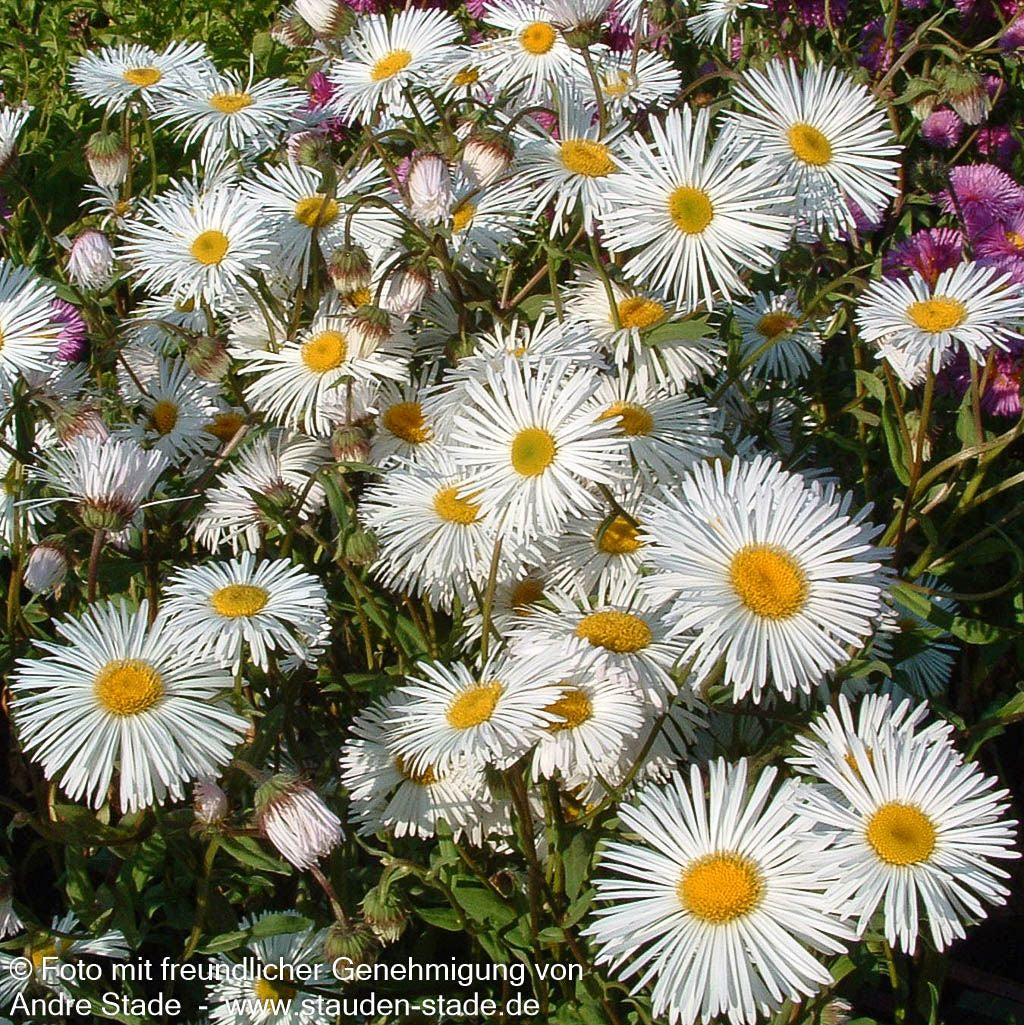 Feinstrahl 'Sommerneuschnee' (Erigeron x cult.)