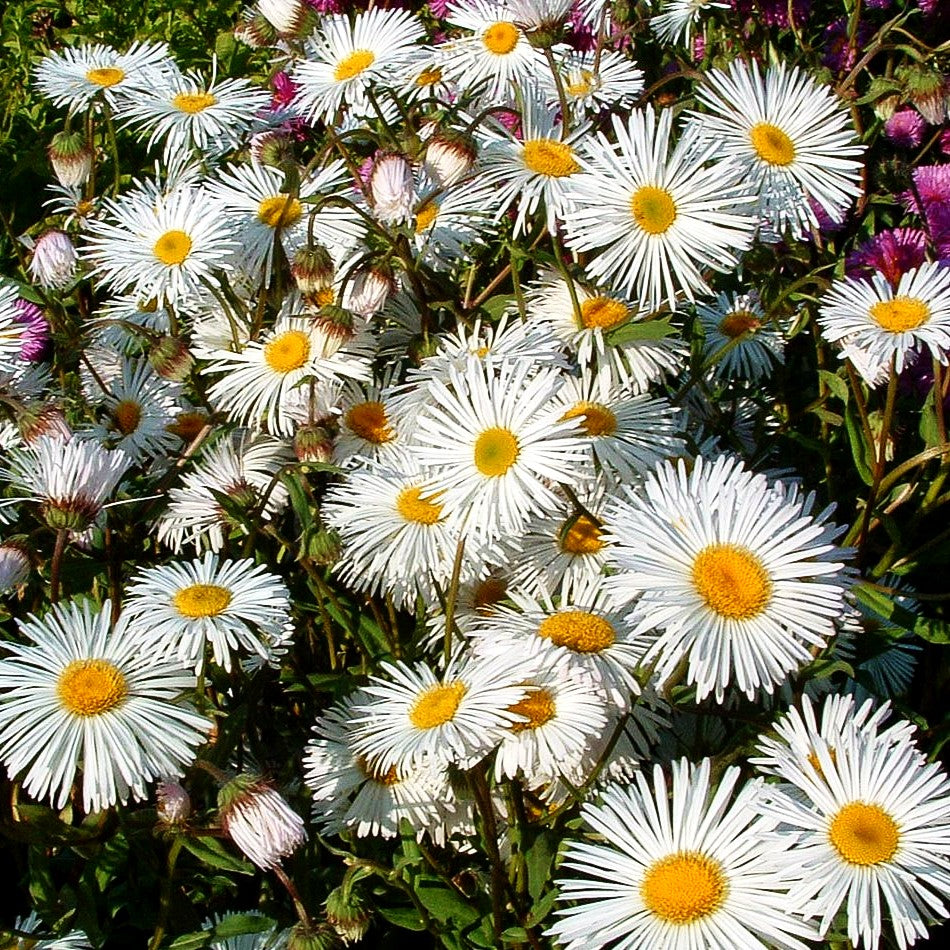 Feinstrahl 'Sommerneuschnee' (Erigeron x cult.)