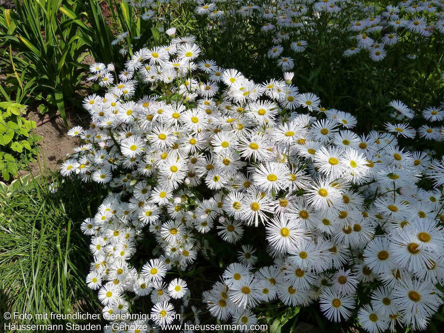 Feinstrahl 'Sommerneuschnee' (Erigeron x cult.)