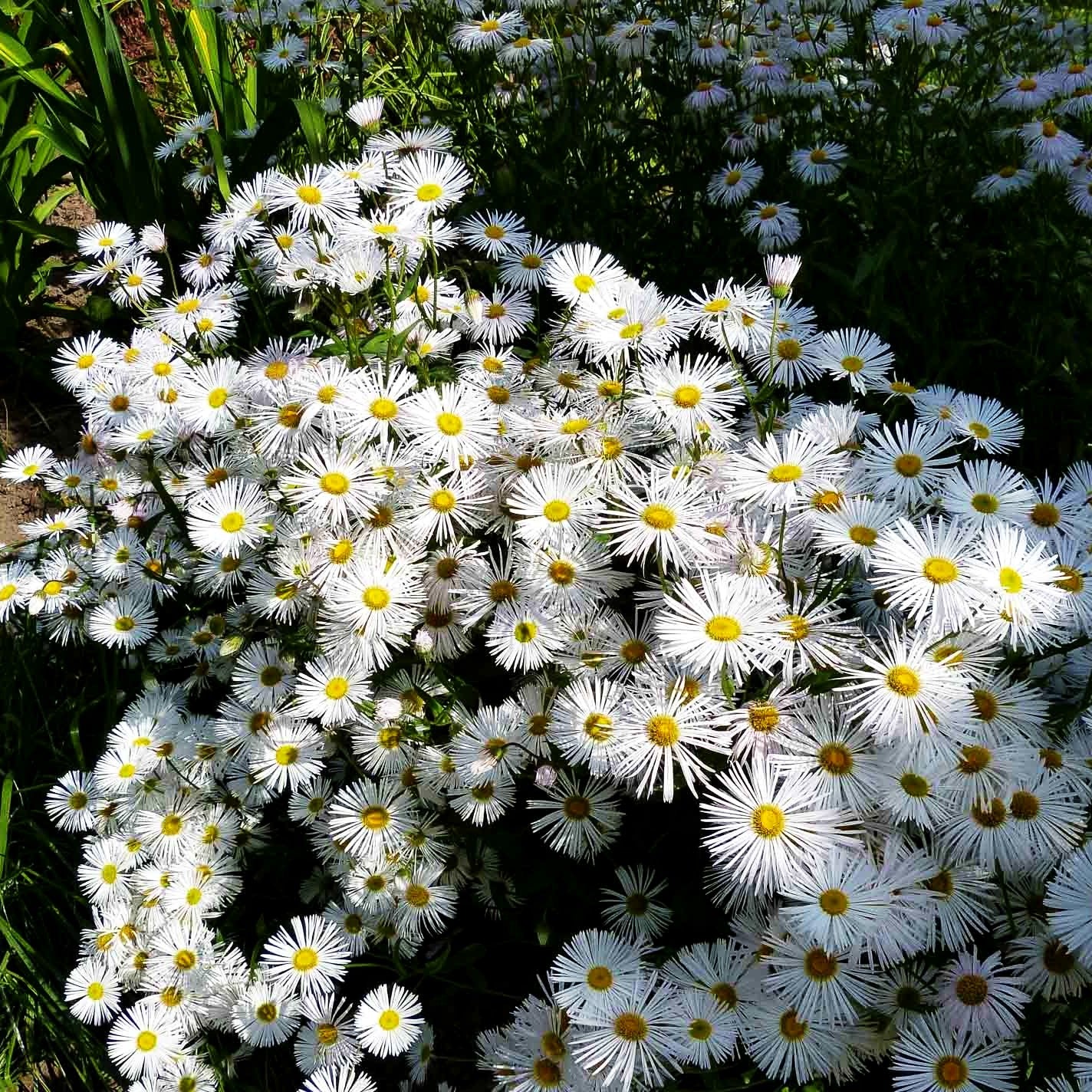 Feinstrahl 'Sommerneuschnee' (Erigeron x cult.)