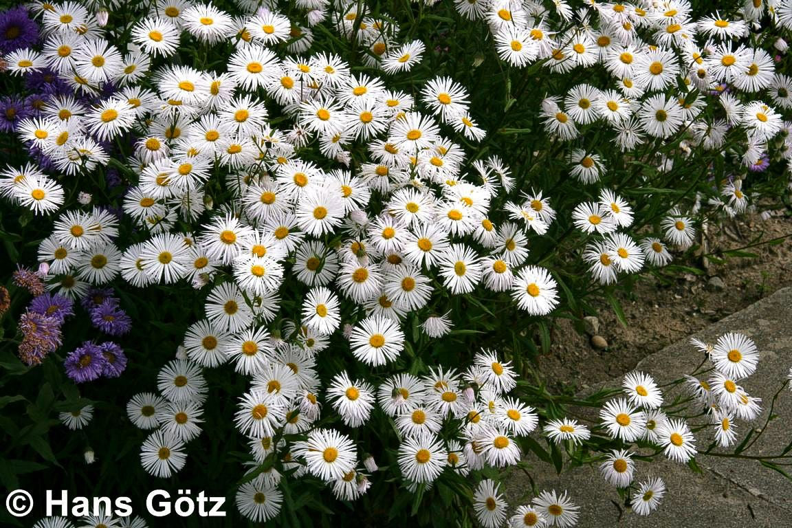 Feinstrahl 'Sommerneuschnee' (Erigeron x cult.)