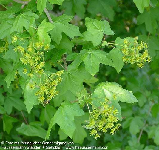 Feld-Ahorn (Acer campestre)
