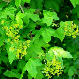 Feld-Ahorn (Acer campestre)