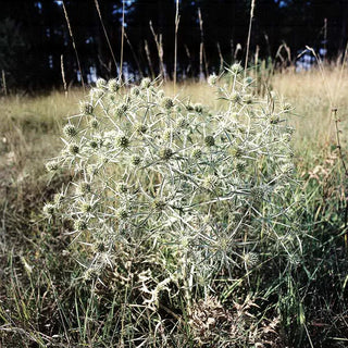 Feld-Mannstreu (Eryngium campestre)