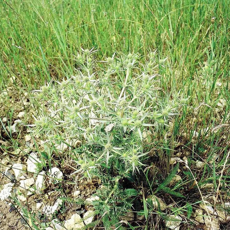 Feld-Mannstreu (Eryngium campestre)