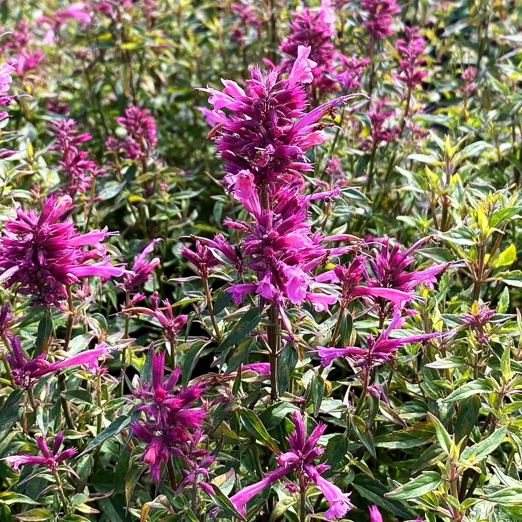 Felsen-Duftnessel 'Rosie Poesie' (Agastache rupestris)