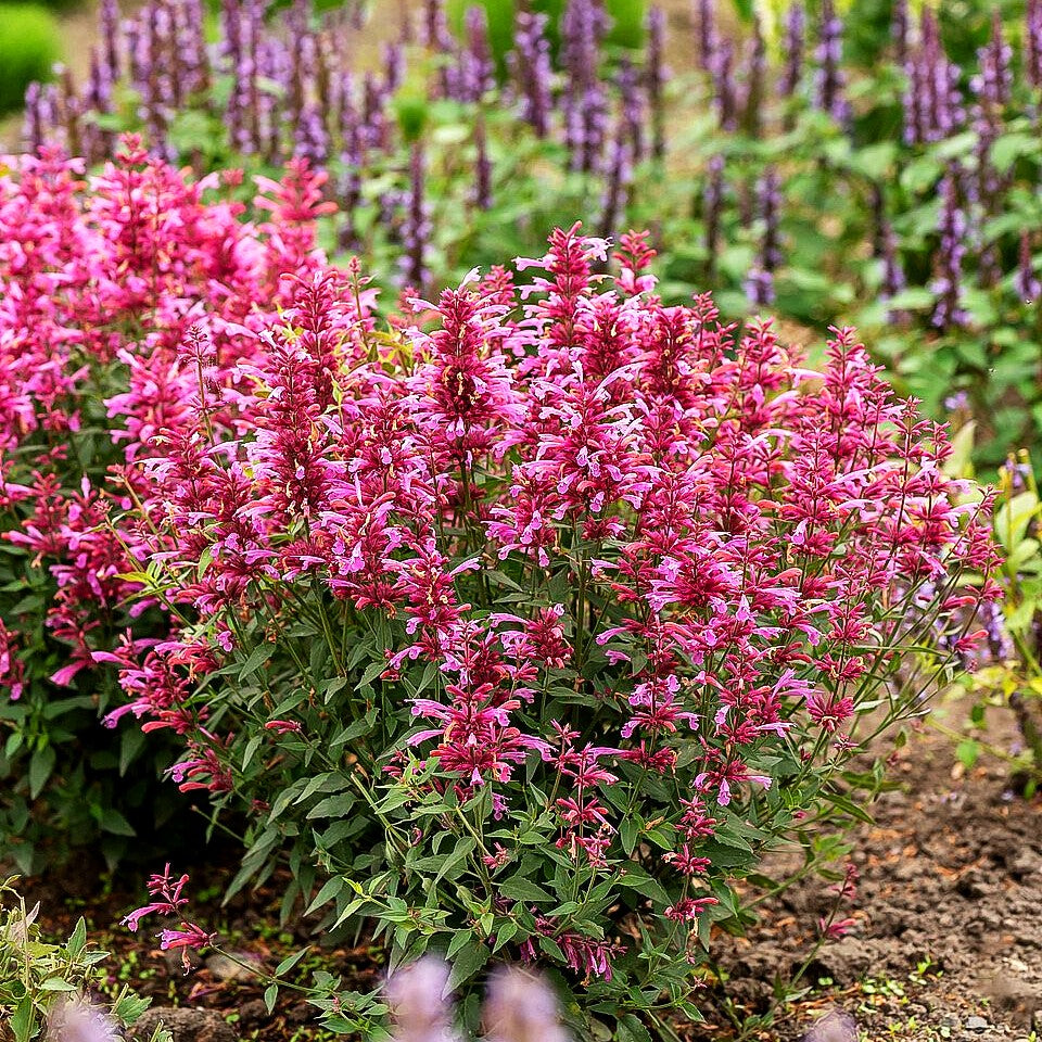 Felsen-Duftnessel 'Rosie Poesie' (Agastache rupestris)