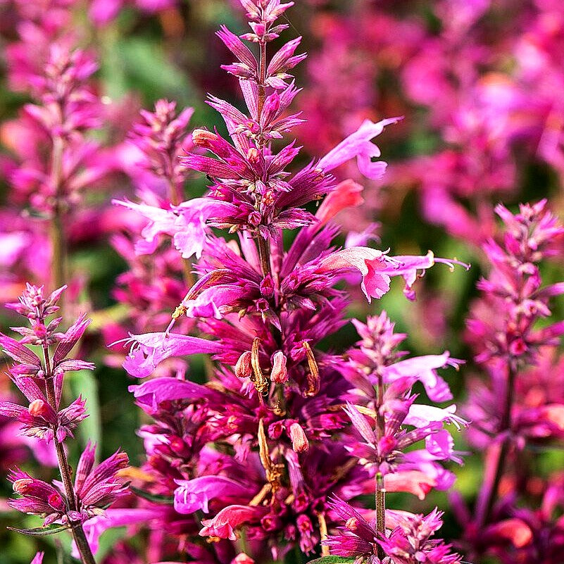 Felsen-Duftnessel 'Rosie Poesie' (Agastache rupestris)