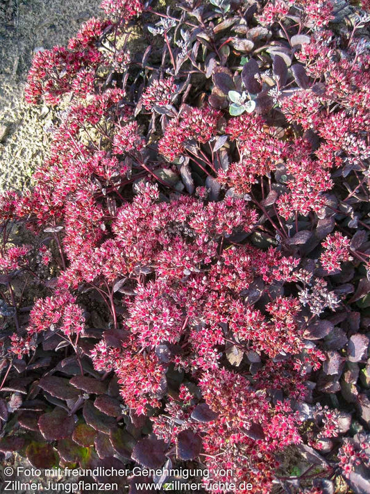 Felsen-Fettblatt 'Bertram Anderson' (Sedum cauticola)