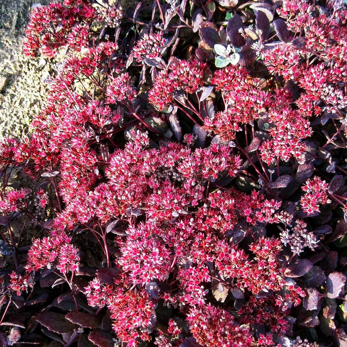 Felsen-Fettblatt 'Bertram Anderson' (Sedum cauticola)