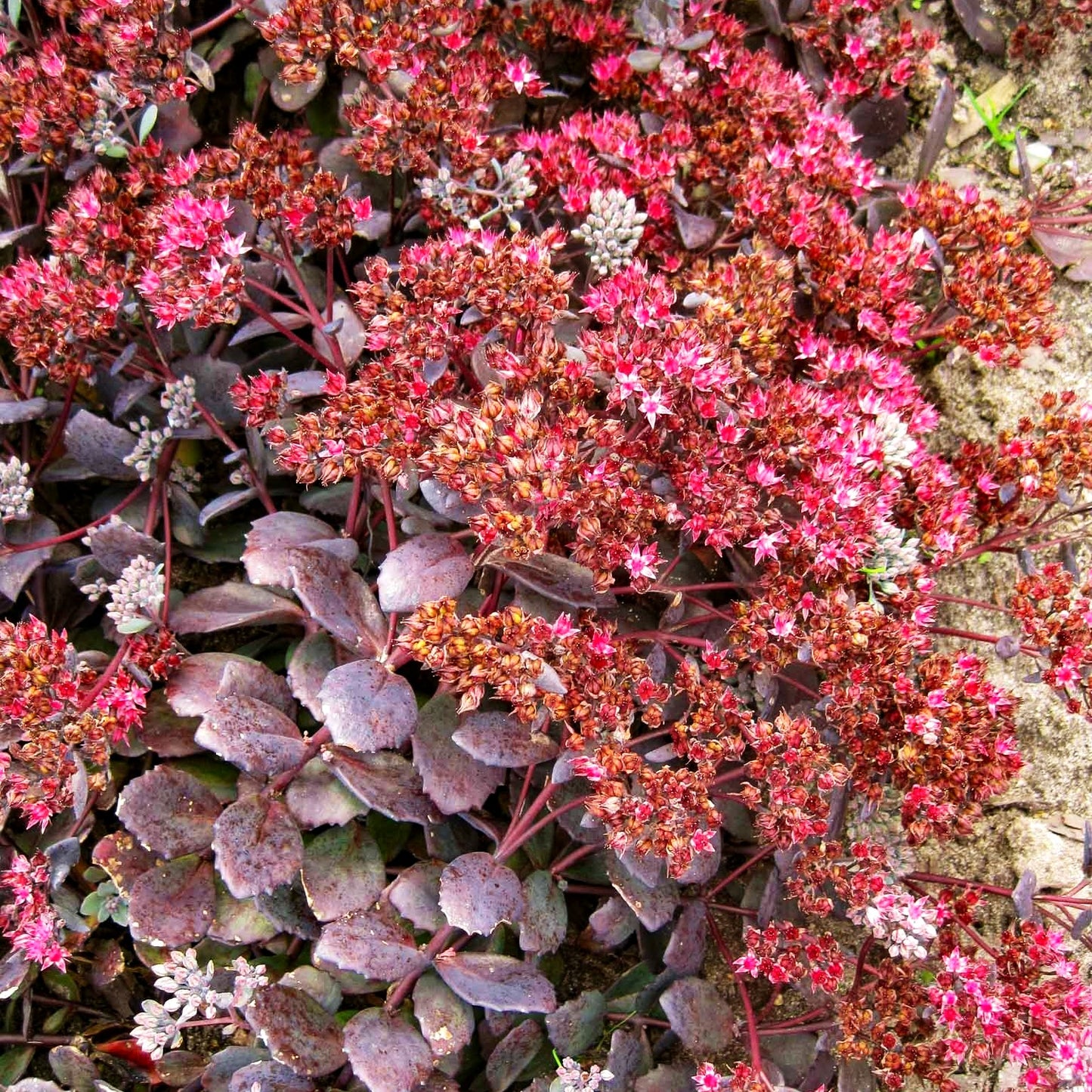 Felsen-Fettblatt 'Bertram Anderson' (Sedum cauticola)