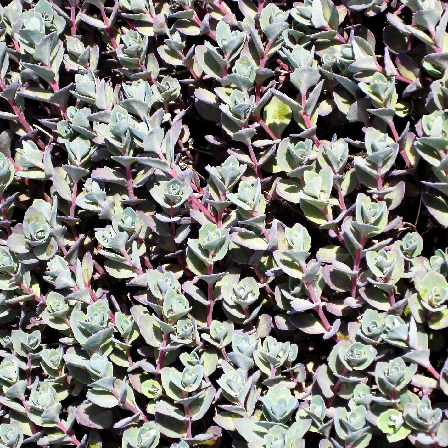Felsen-Fettblatt 'Bertram Anderson' (Sedum cauticola)