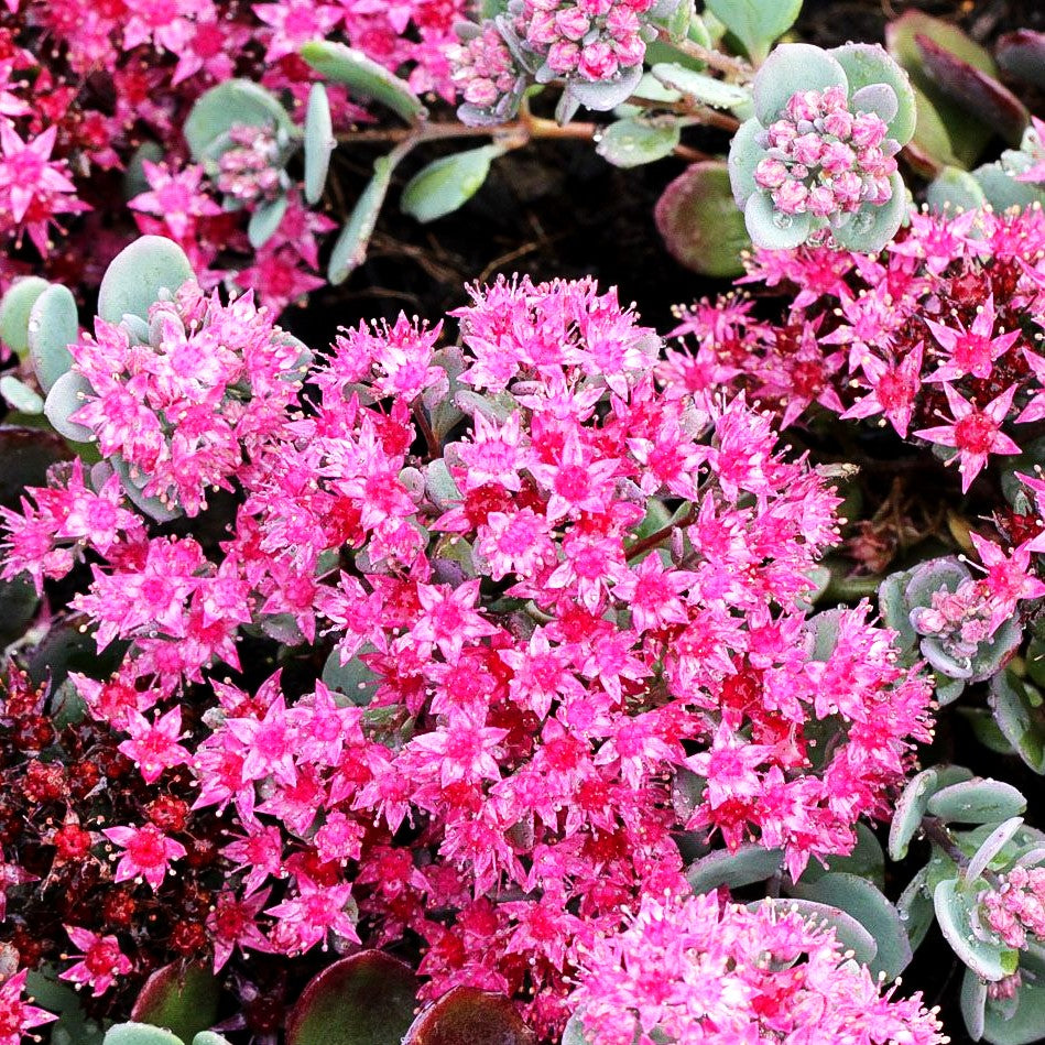 Felsen-Fettblatt 'Bertram Anderson' (Sedum cauticola)