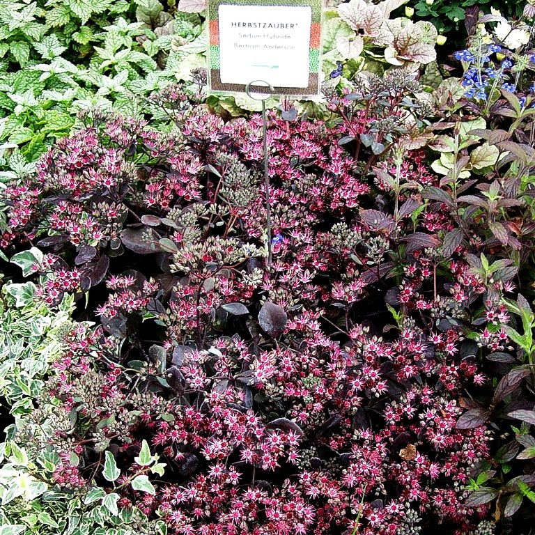 Felsen-Fettblatt 'Bertram Anderson' (Sedum cauticola)