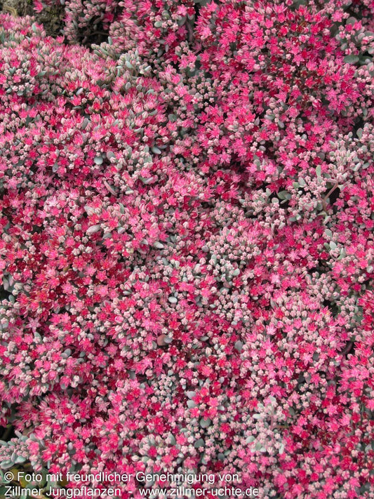 Felsen-Fettblatt 'Lidakense' (Sedum cauticola)