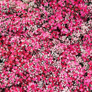 Felsen-Fettblatt 'Lidakense' (Sedum cauticola)