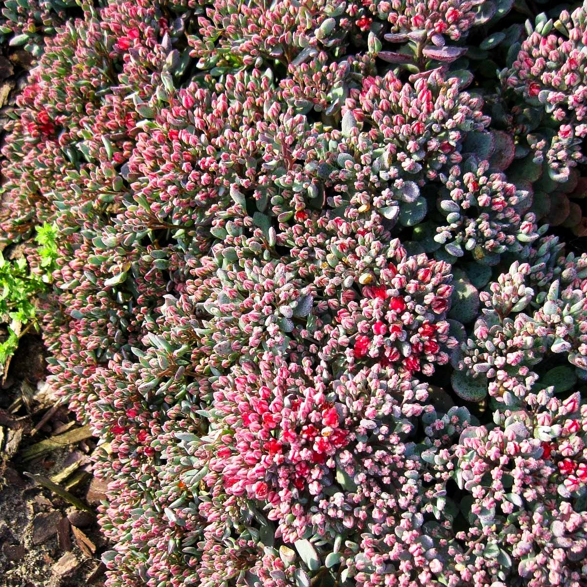 Felsen-Fettblatt 'Lidakense' (Sedum cauticola)