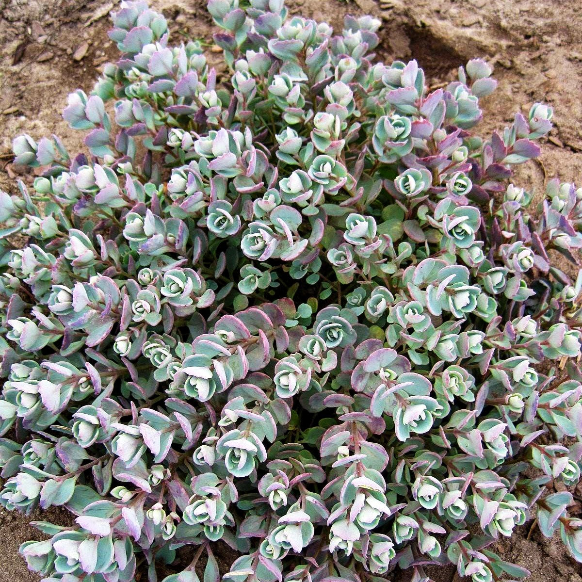Felsen-Fettblatt 'Lidakense' (Sedum cauticola)