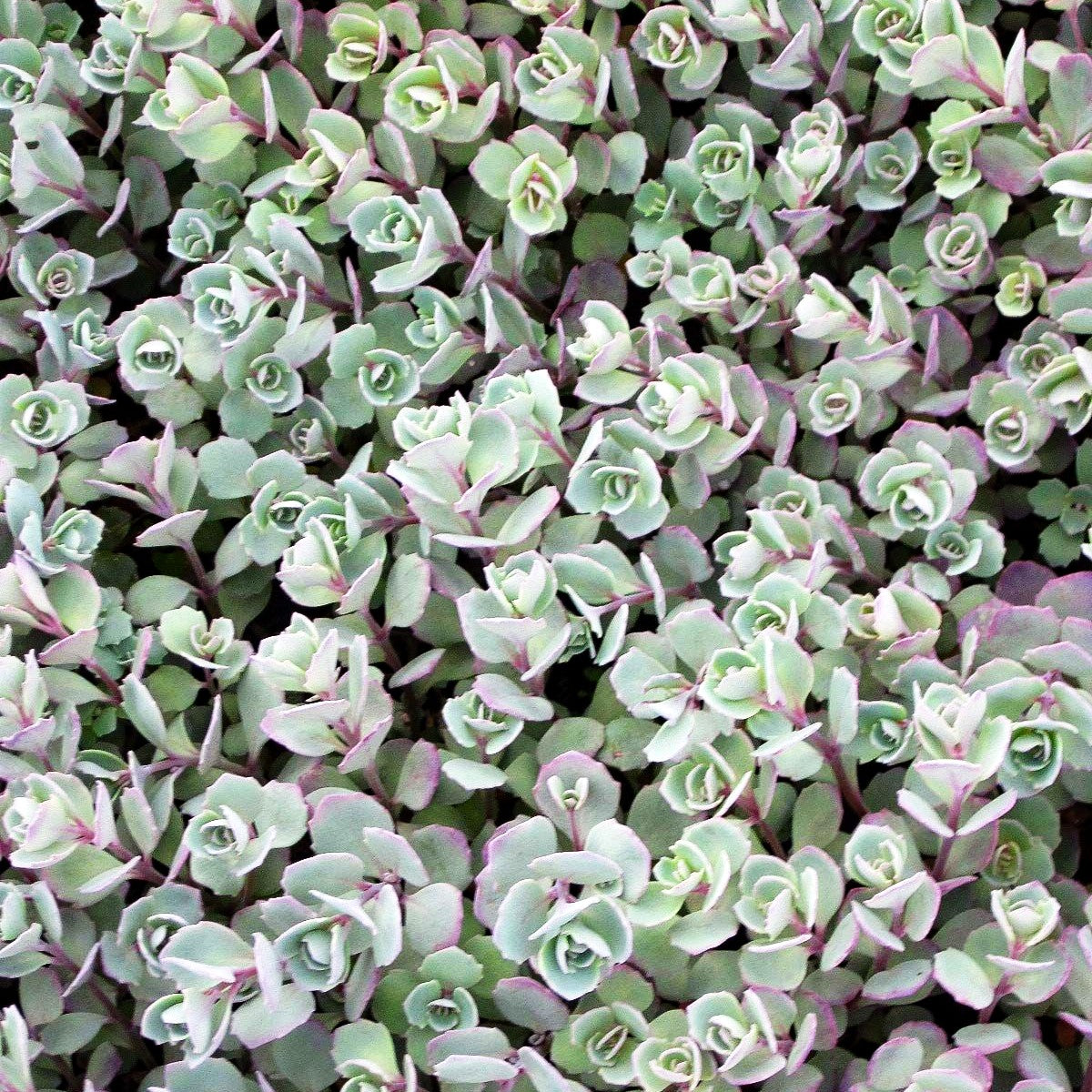 Felsen-Fettblatt 'Lidakense' (Sedum cauticola)