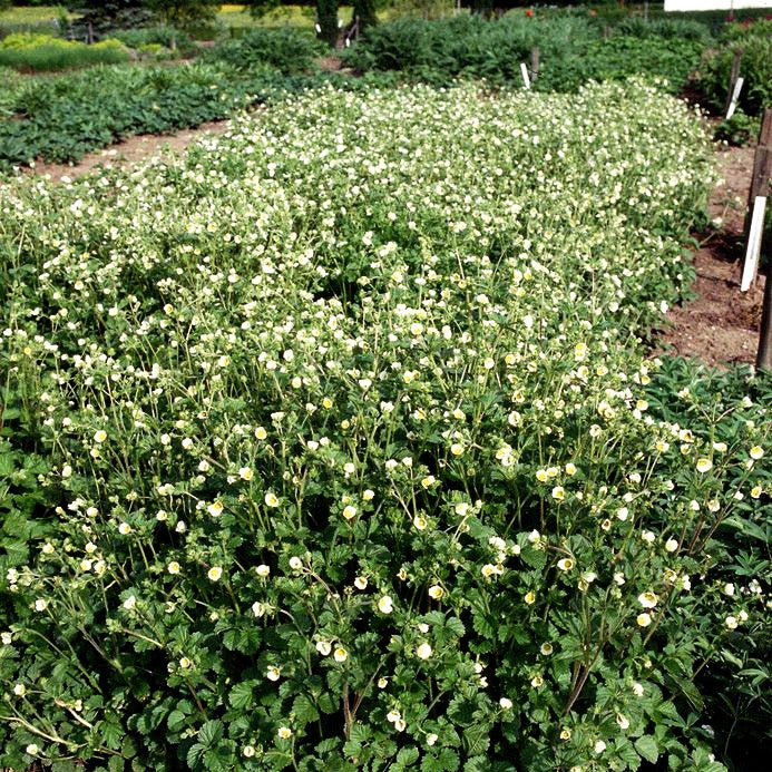 Felsen-Fingerkraut (Drymocallis rupestris)
