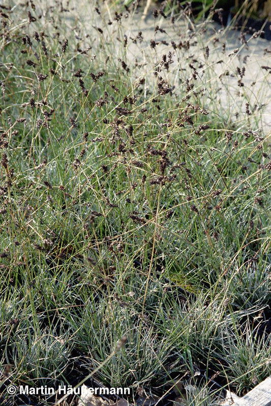 Felsen-Marbel (Luzula ulophylla)