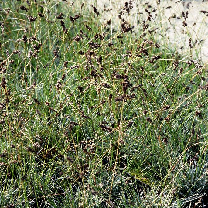Felsen-Marbel (Luzula ulophylla)