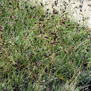 Felsen-Marbel (Luzula ulophylla)