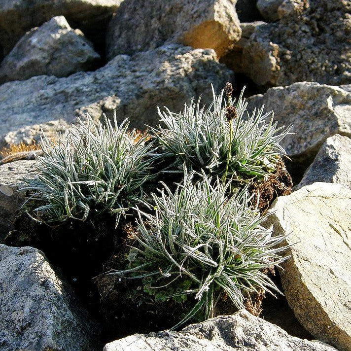 Felsen-Marbel (Luzula ulophylla)