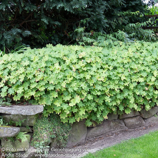 Felsen-Storchschnabel 'Bevan' (Geranium macrorrhizum)