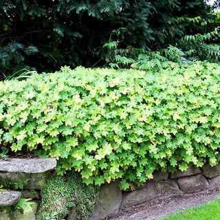 Felsen-Storchschnabel 'Bevan' (Geranium macrorrhizum)