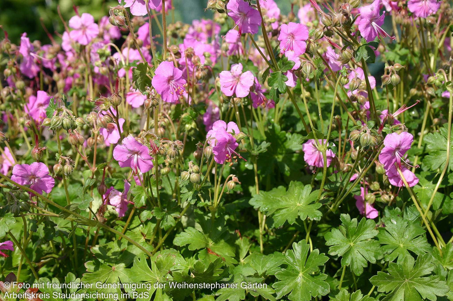 Felsen-Storchschnabel 'Bevan' (Geranium macrorrhizum)