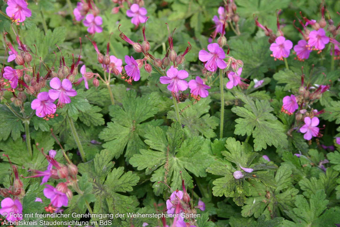 Felsen-Storchschnabel 'Bevan' (Geranium macrorrhizum)