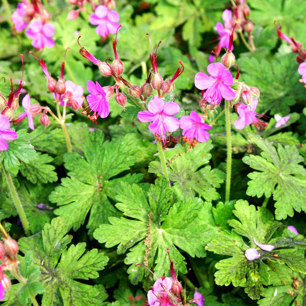 Felsen-Storchschnabel 'Bevan' (Geranium macrorrhizum)