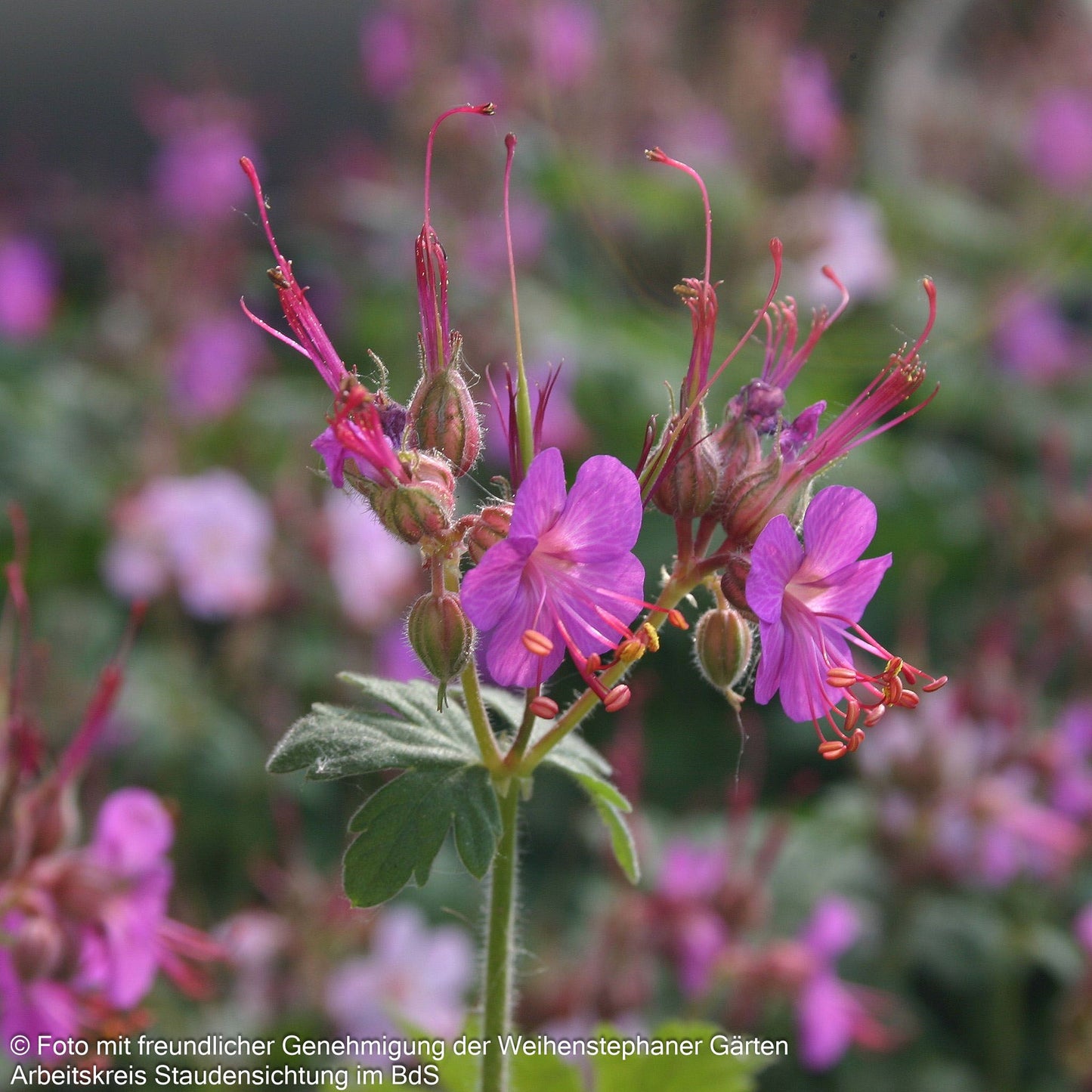 Felsen-Storchschnabel 'Bevan' (Geranium macrorrhizum)