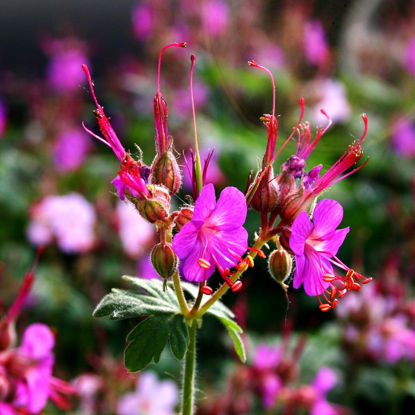 Felsen-Storchschnabel 'Bevan' (Geranium macrorrhizum)