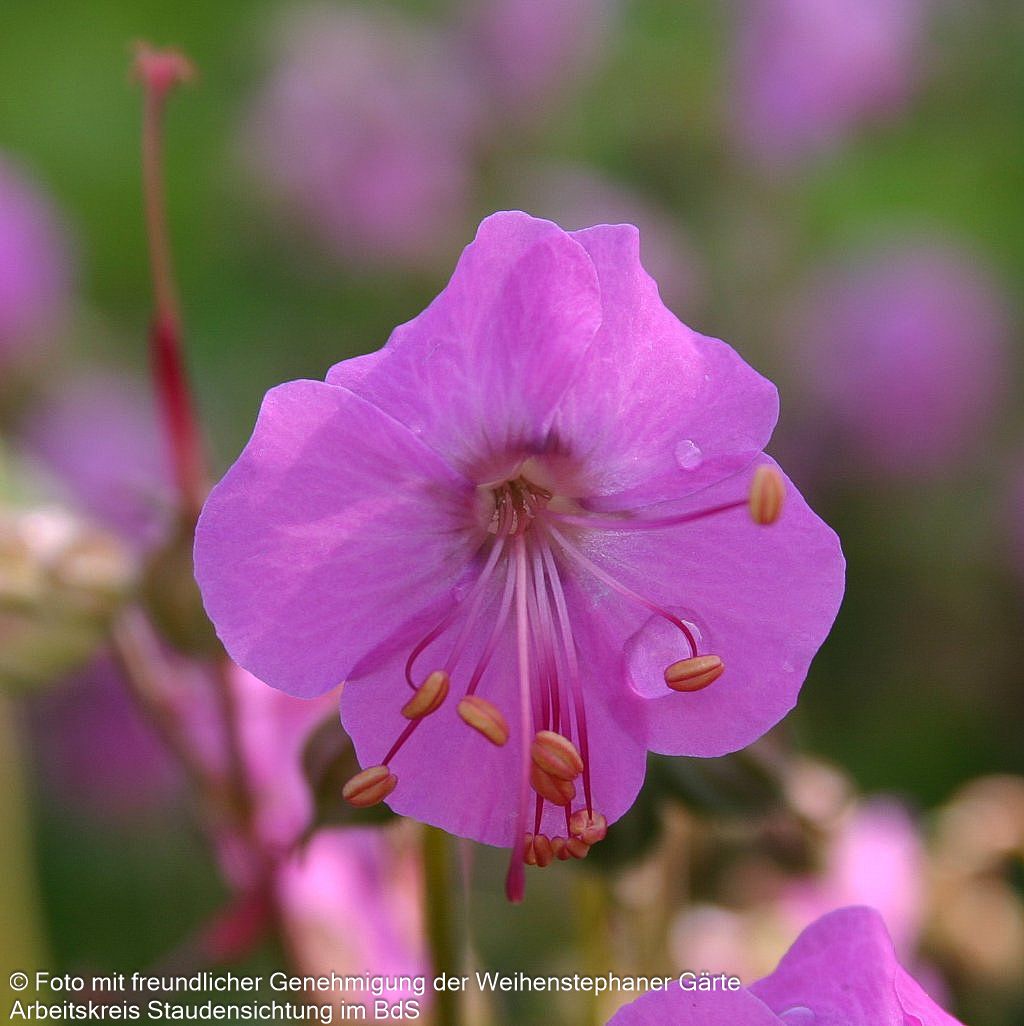 Felsen-Storchschnabel 'Bevan' (Geranium macrorrhizum)