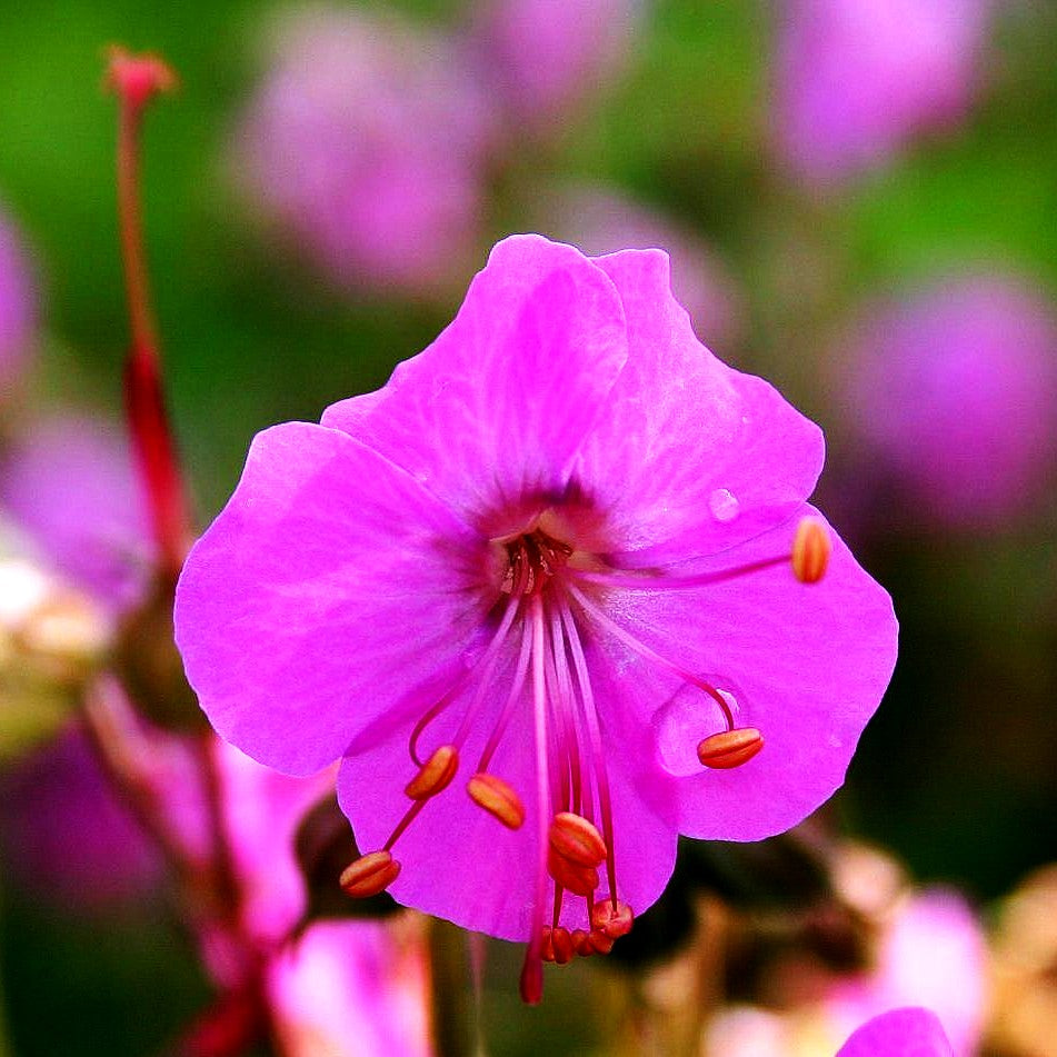 Felsen-Storchschnabel 'Bevan' (Geranium macrorrhizum)