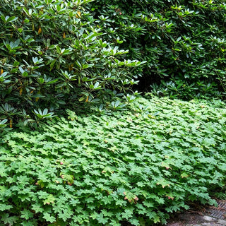 Felsen-Storchschnabel 'Czakor' (Geranium macrorrhizum)
